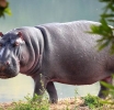 Kasaï Central : Un paysan tué par un hippopotame à Kananga