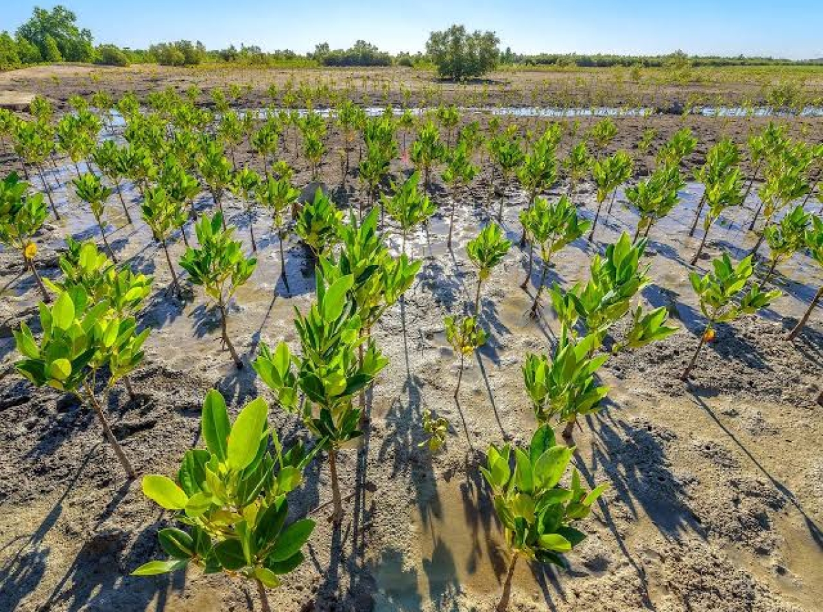 Economie verte: Le marché du carbone, une mine d’or pour la RDC