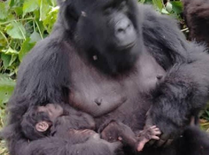 RDC : DES GORILLES DES GRAUER DÉCOUVERTS DANS LA RÉSERVE NATURELLE D'ITOMBWE AU SUD-KIVU 